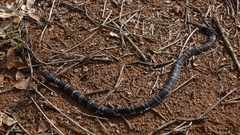 Elapsoidea loveridgei