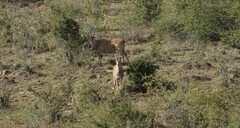 Tragelaphus oryx pattersonianus