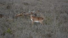 Raphicerus campestris neumanni