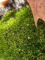 Dicranum flagellare