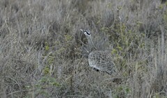 Lissotis melanogaster