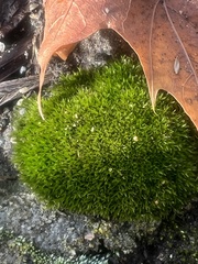 Dicranum flagellare