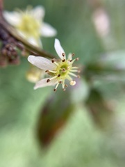 Rubus schmidelioides