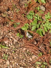 Burnsius communis