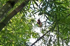 Alouatta macconnelli