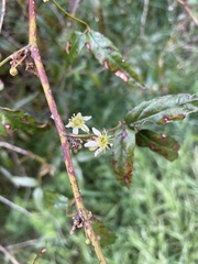 Rubus schmidelioides