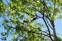 Alouatta macconnelli