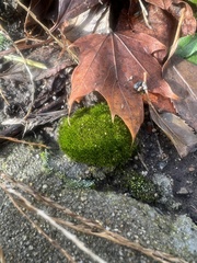 Dicranum flagellare