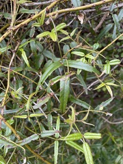 Rubus schmidelioides