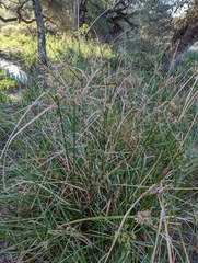 Cyperus entrerianus