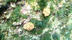 Tubastraea coccinea