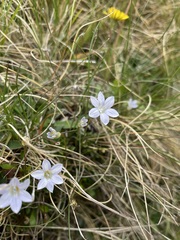 Wahlenbergia albomarginata