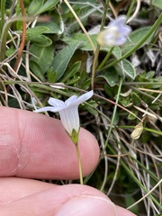 Wahlenbergia albomarginata