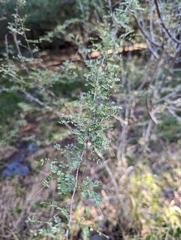 Mimosa texana