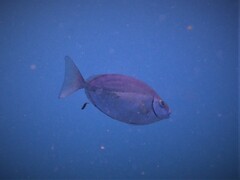 Siganus sutor