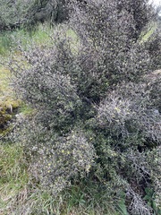 Corokia cotoneaster