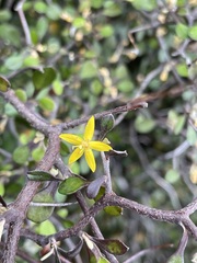 Corokia cotoneaster