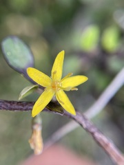 Corokia cotoneaster