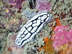 Phyllidiella