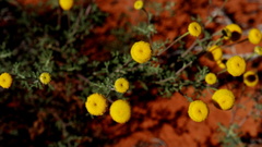 Oncosiphon grandiflorus