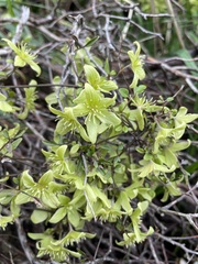Clematis marata