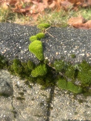 Dicranum montanum