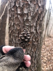 Pinus virginiana