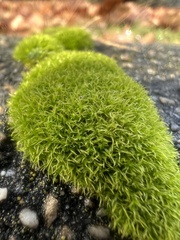 Dicranum montanum