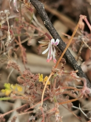 Pelargonium alternans