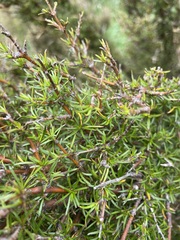 Coprosma rugosa