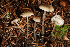 Hydropus praedecurrens