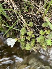 Oxalis magellanica