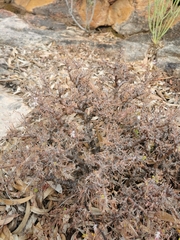 Pelargonium alternans