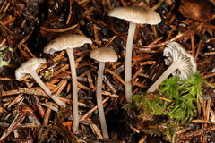 Hydropus praedecurrens