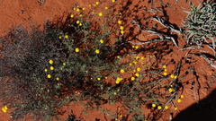 Oncosiphon grandiflorus