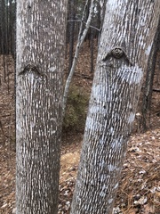 Liriodendron tulipifera