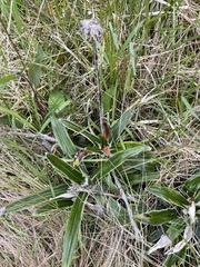 Celmisia spectabilis spectabilis