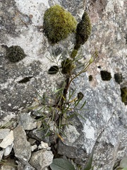 Anisotome filifolia