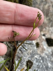 Anisotome filifolia
