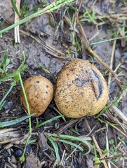 Pisolithus arenarius