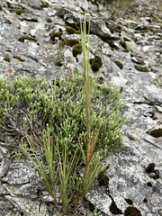 Dracophyllum