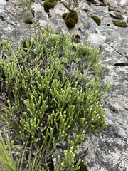 Helichrysum intermedium