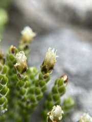 Helichrysum intermedium