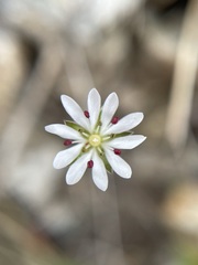Stellaria gracilenta
