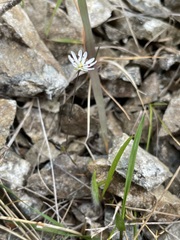 Stellaria gracilenta