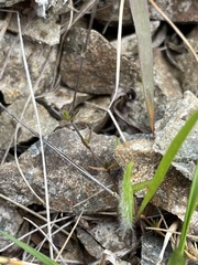 Stellaria gracilenta
