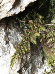 Asplenium richardii