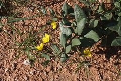 Talinum arnotii