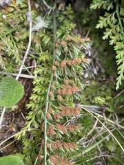 Asplenium richardii