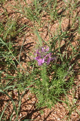 Cleome elegantissima